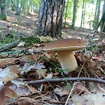 Сasa de vacaciones Na Kaszubach, Borowy Mlyn, Jezioro Gwiazda, Sauna, 2 *