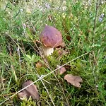 Na Kaszubach, Borowy Mlyn, Jezioro Gwiazda, Sauna, 2 Сasa de vacaciones *