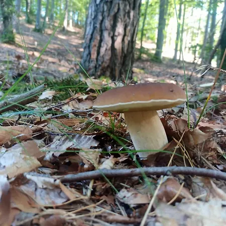 Hébergement de vacances Na Kaszubach, Borowy Mlyn, Jezioro Gwiazda, Sauna, 2 *