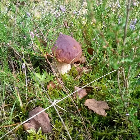 Na Kaszubach, Borowy Mlyn, Jezioro Gwiazda, Sauna, 2 Hébergement de vacances *