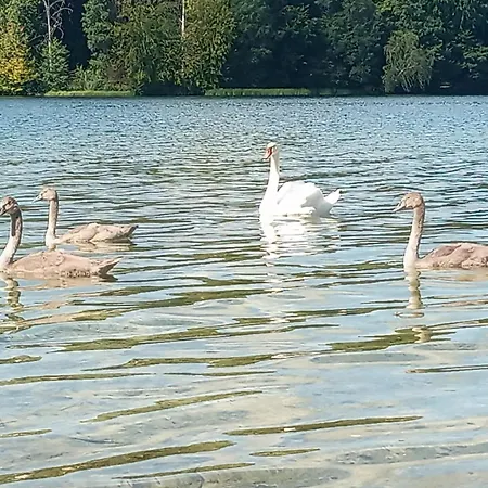 Na Kaszubach, Borowy Mlyn, Jezioro Gwiazda, Sauna, 2 Vakantiehuis Borowy Mlyn