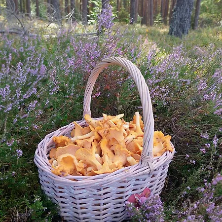 Na Kaszubach, Borowy Mlyn, Jezioro Gwiazda, Sauna, 2