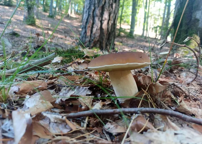 Semesterbostad Na Kaszubach, Borowy Mlyn, Jezioro Gwiazda, Sauna, 2 *