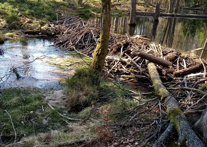 Na Kaszubach, Borowy Mlyn, Jezioro Gwiazda, Sauna, 2 Semesterbostad