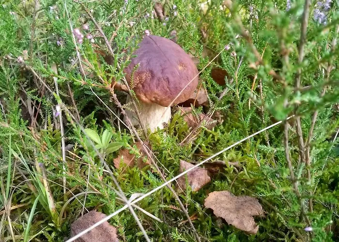 Na Kaszubach, Borowy Mlyn, Jezioro Gwiazda, Sauna, 2 Semesterbostad *